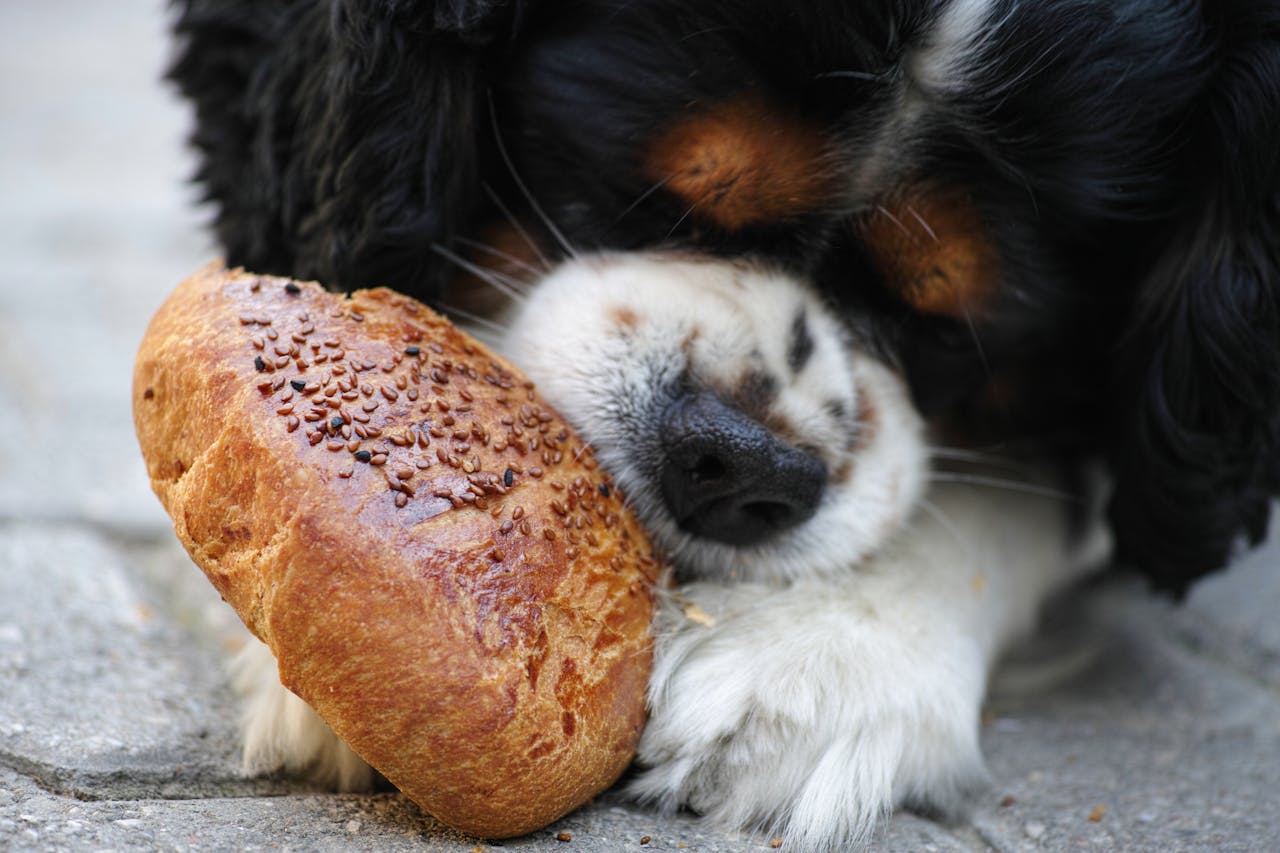Cute Cavalier King Charles puppy nibbling on seeded bread outdoors, enjoying a snack.