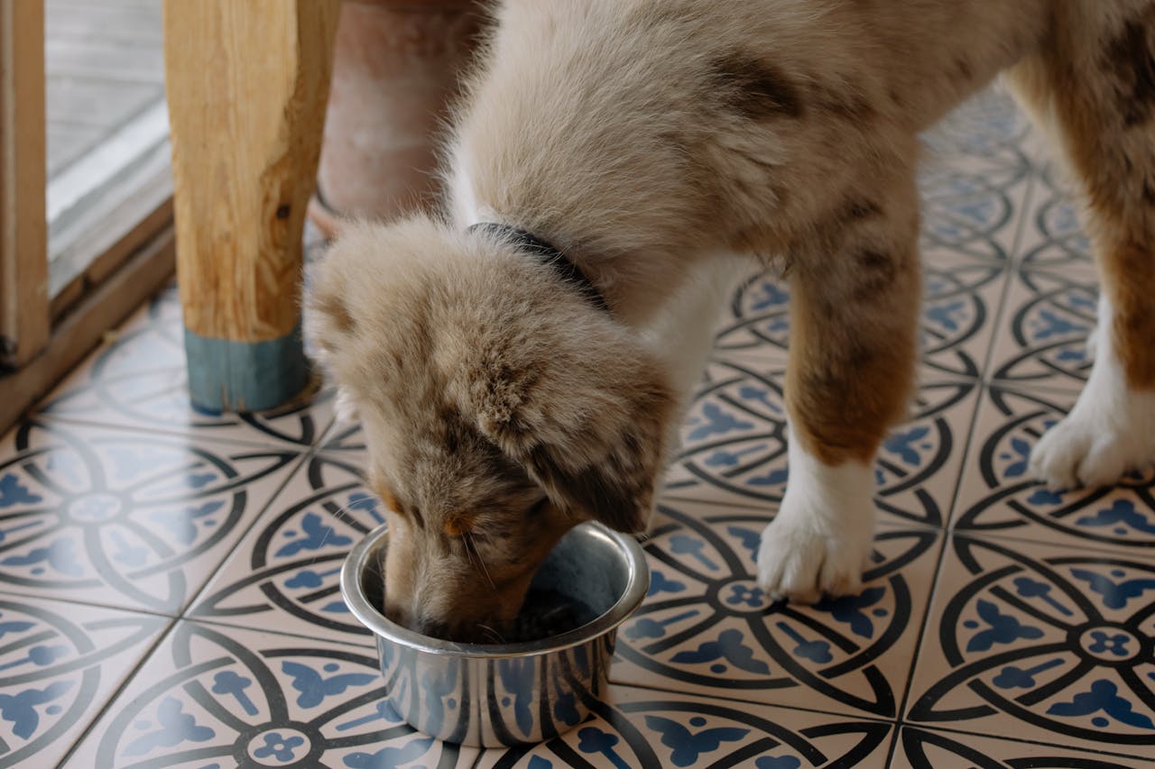 Adorable Australian Shepherd puppy enjoying meal from metal bowl on patterned tile floor.